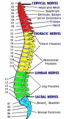 spinal_map